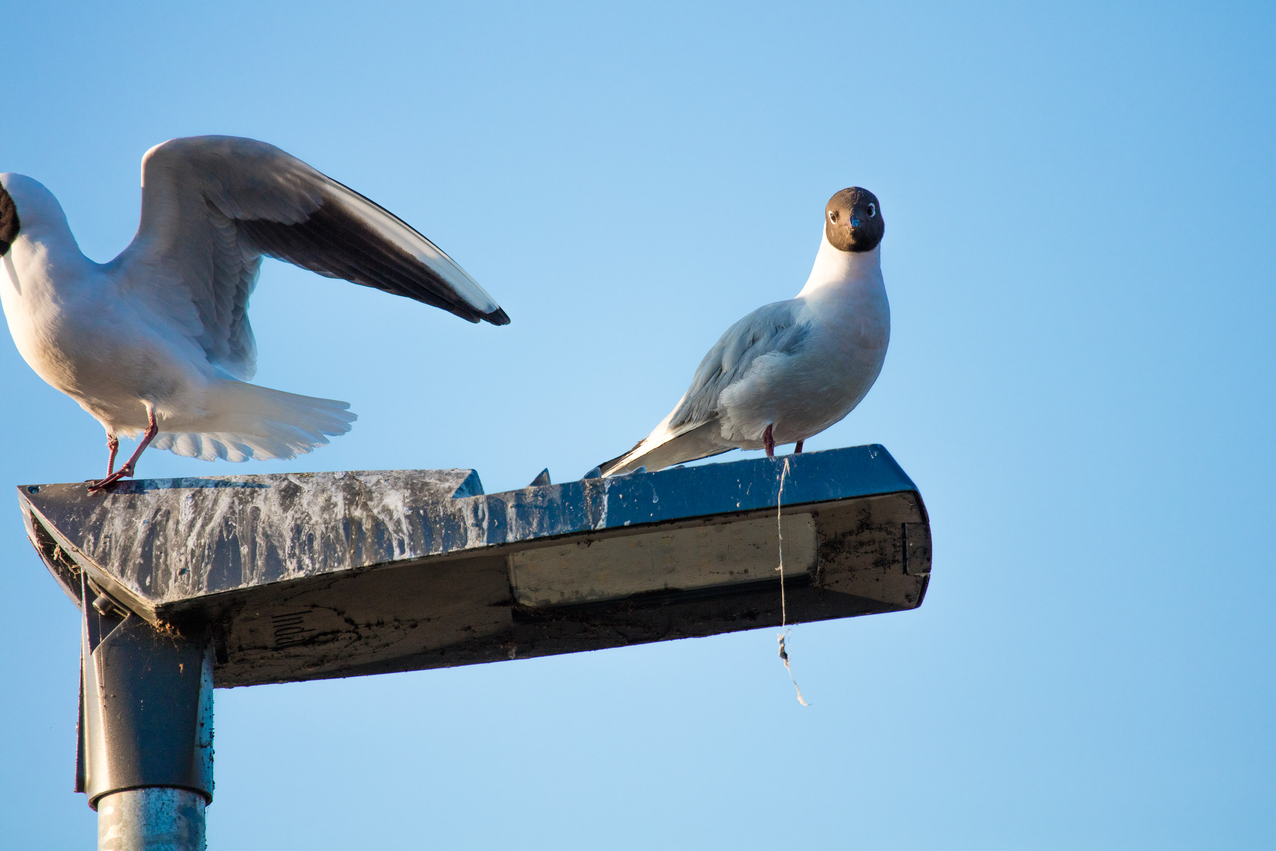 20160319174106 DP017838